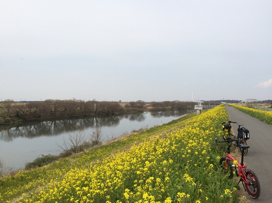 江戸川の左岸の菜の花