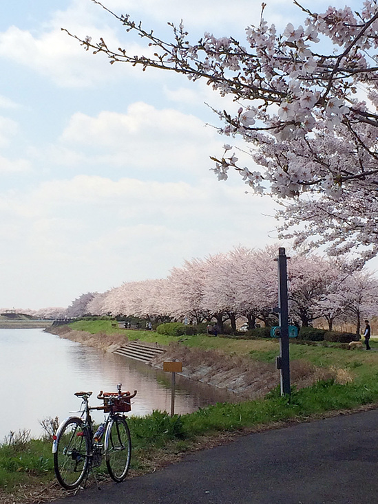 権現堂に向かう川沿いの桜並木