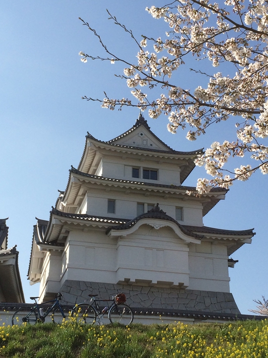 関宿城の桜も満開でした
