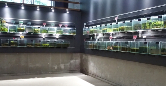 淡水魚館の水生昆虫の展示